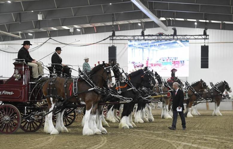 Majestic horse show in Ancaster