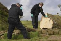 Sycamore Gap: Teen arrested after 200-year-old Hadrian's Wall tree