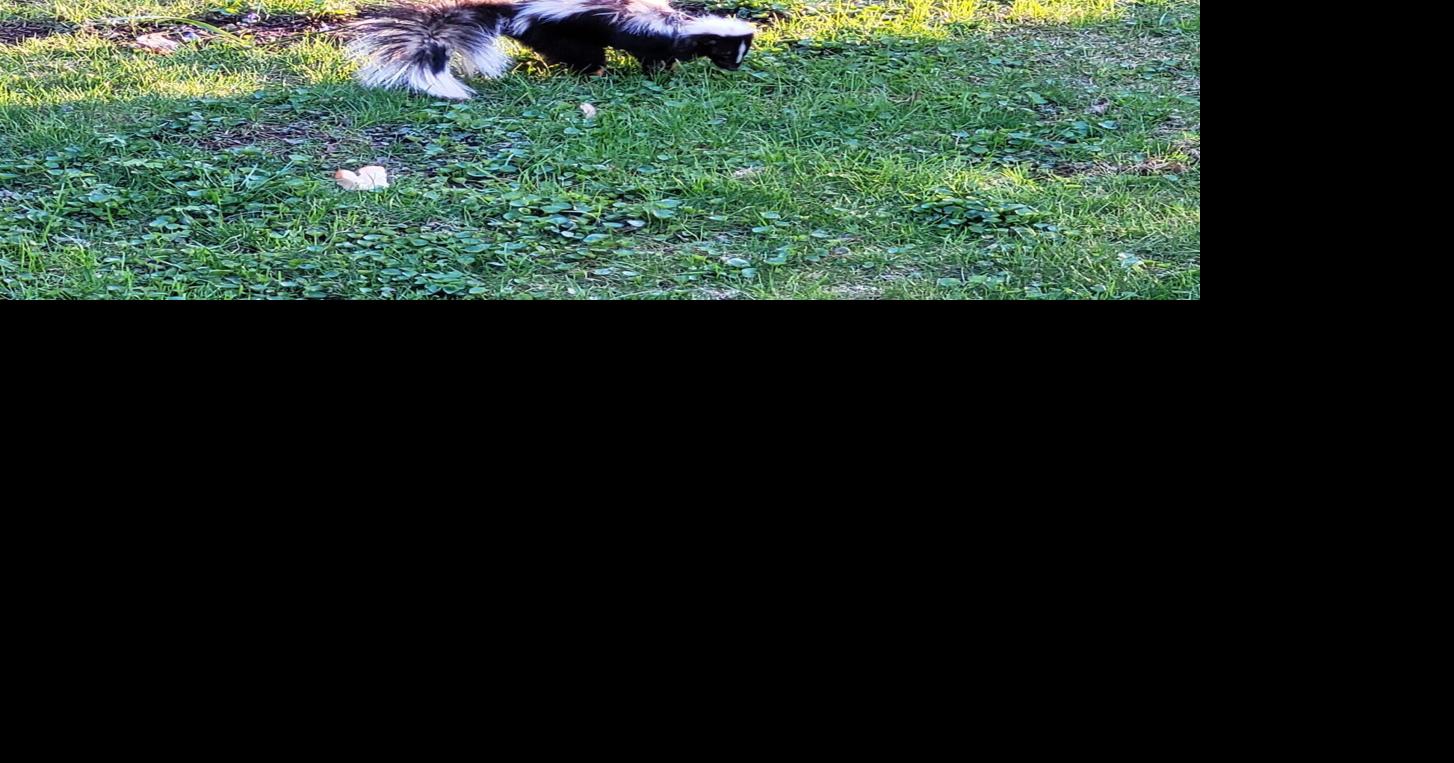 The plight of a very sad skunk