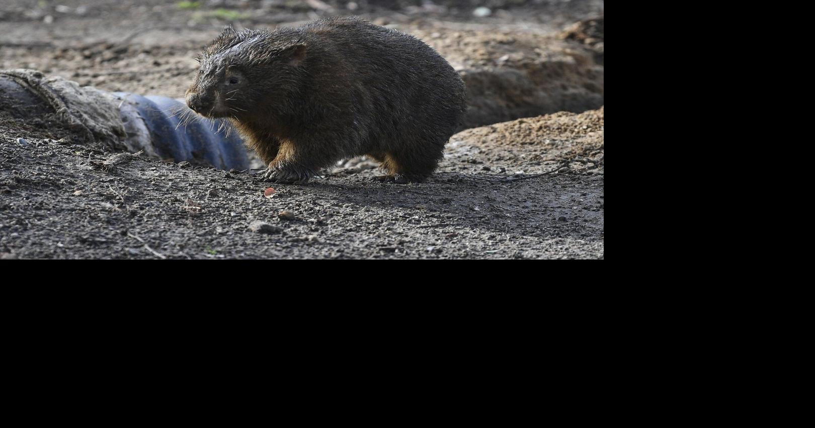 American influencer who caused outrage after snatching a baby wombat in ...