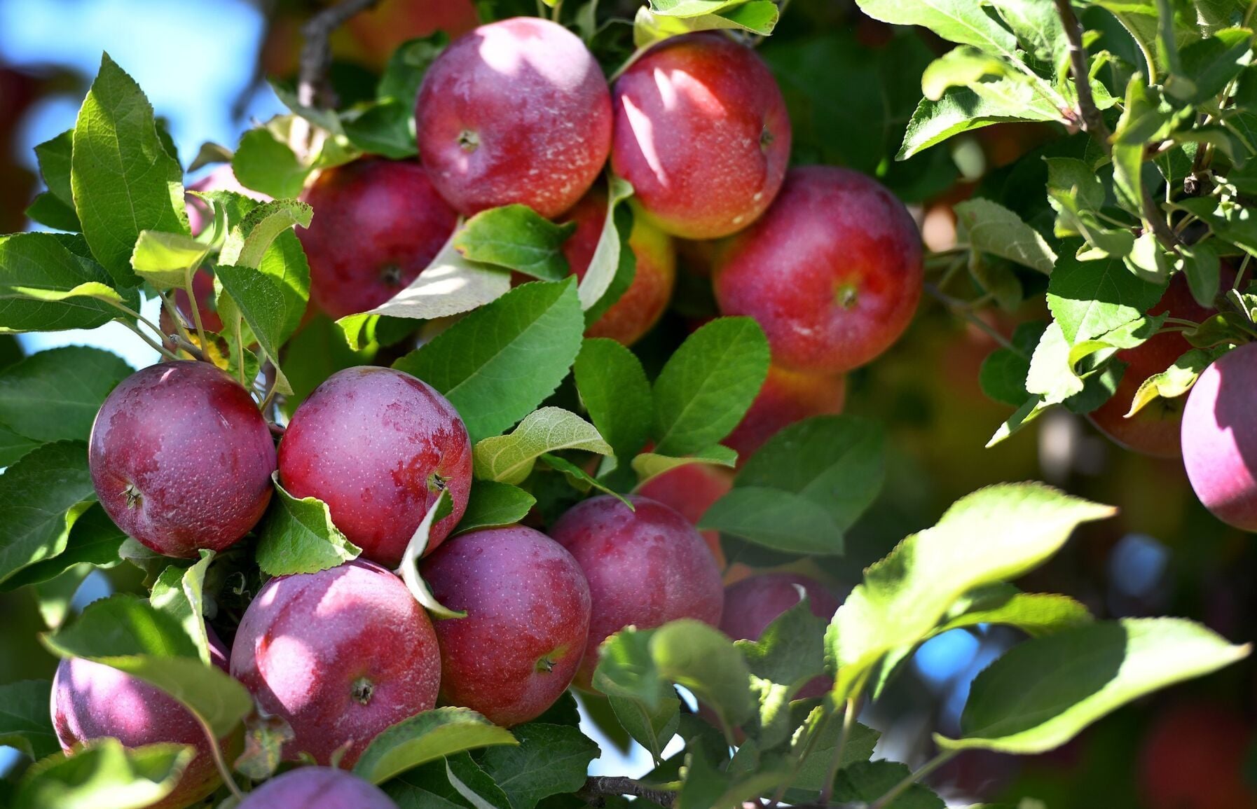 Declining consumption, trade war worry Ontario apple growers