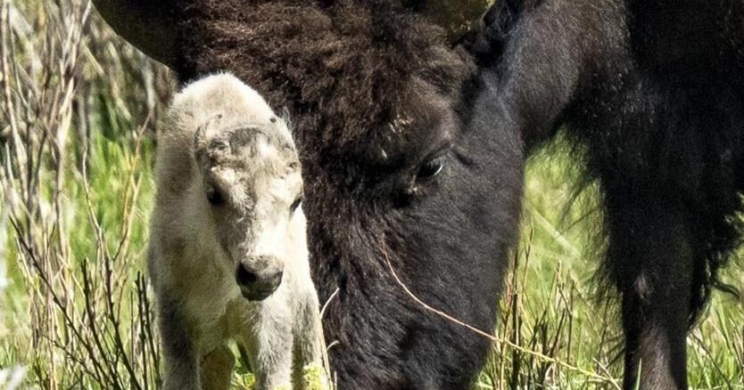 Reported birth of rare white buffalo calf in Yellowstone park fulfills Lakota prophecy - Vimarsana News