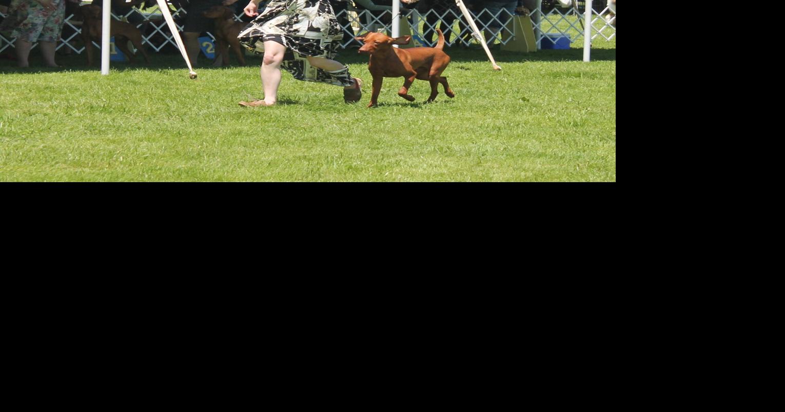 Erie Shores Kennel Club hosts annual dog show