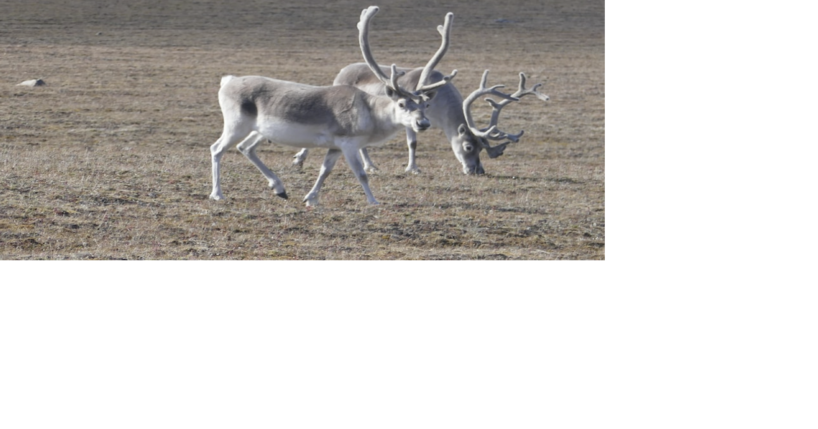Nunavut and NWT update caribou protection agreement