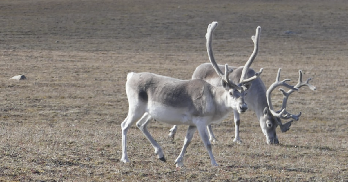 Caribou Protection Nunavut and NWT update caribou protection agreement
