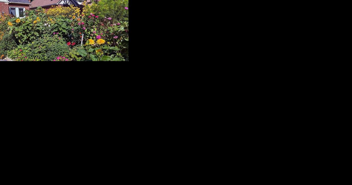 Autumn's blooming glory in Westdale - Vimarsana News