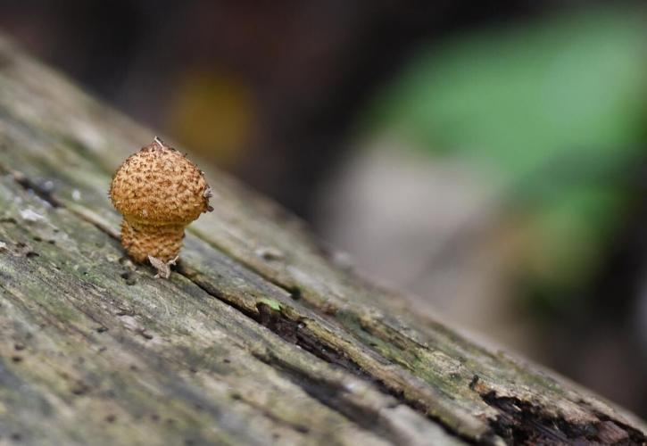 Urban foraging is growing in popularity, but beware, poisonous