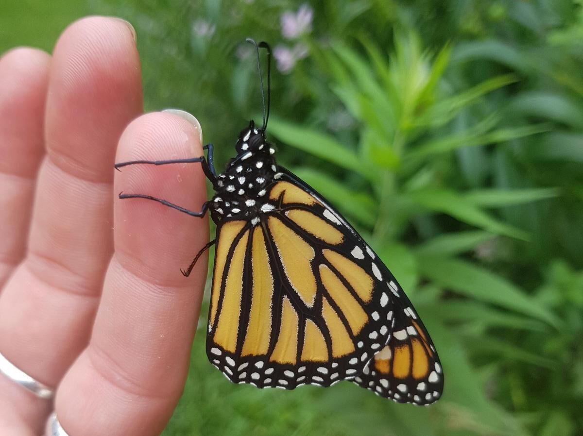 Waterford woman raised 80 monarch butterflies in her kitchen