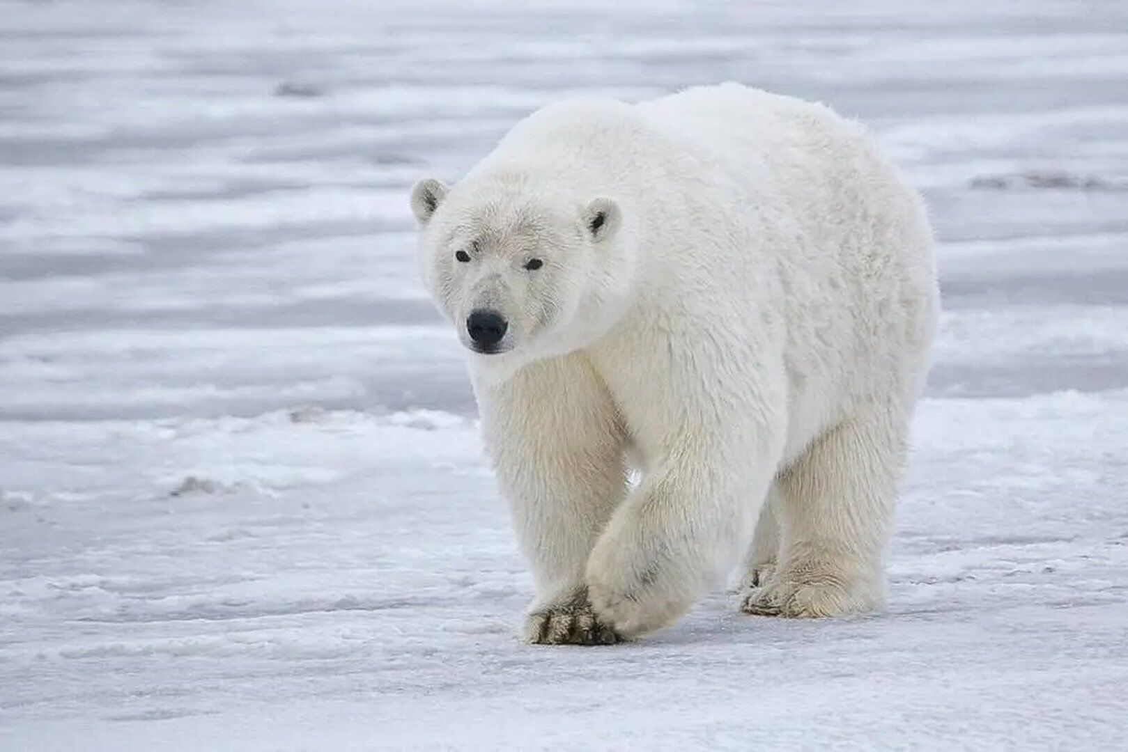 Nunavut Department of Environment warns of polar bear in Iqaluit