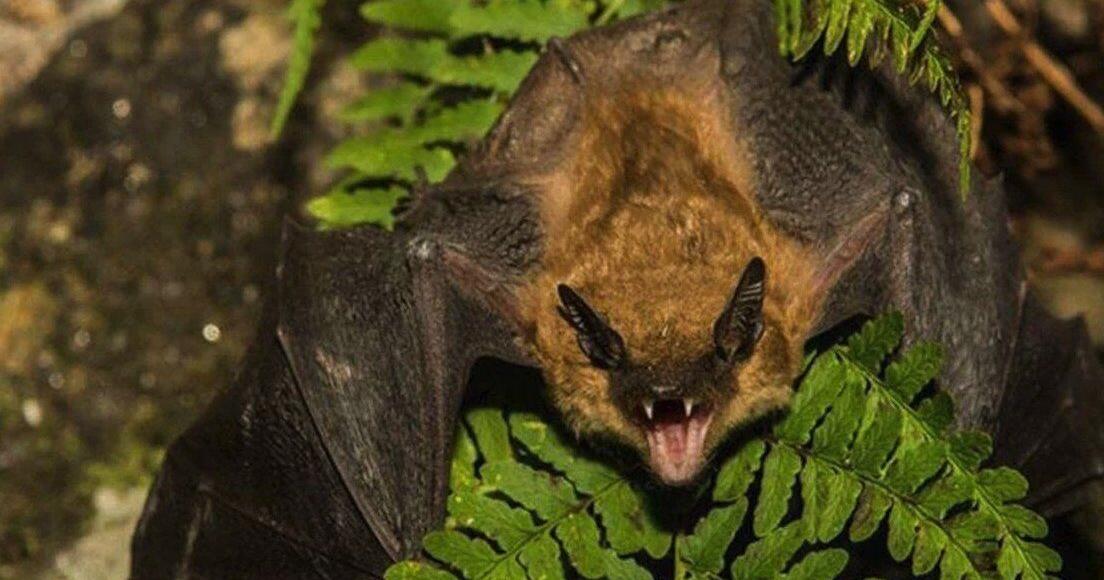 Rabies: How is it contracted and when to get help