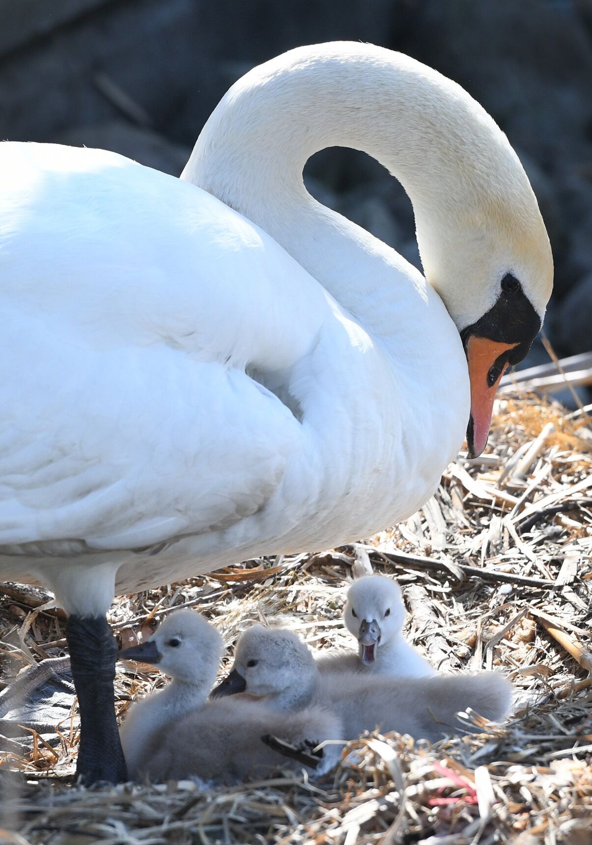 Mute swans welcome five cygnets at Hamilton's Bayfront Park