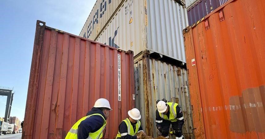 Dog rescued after more than a week trapped inside shipping container in ...