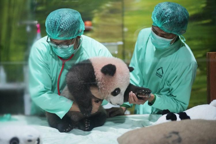 Indonesia's first giant panda cub, Rio, is growing and healthy before ...