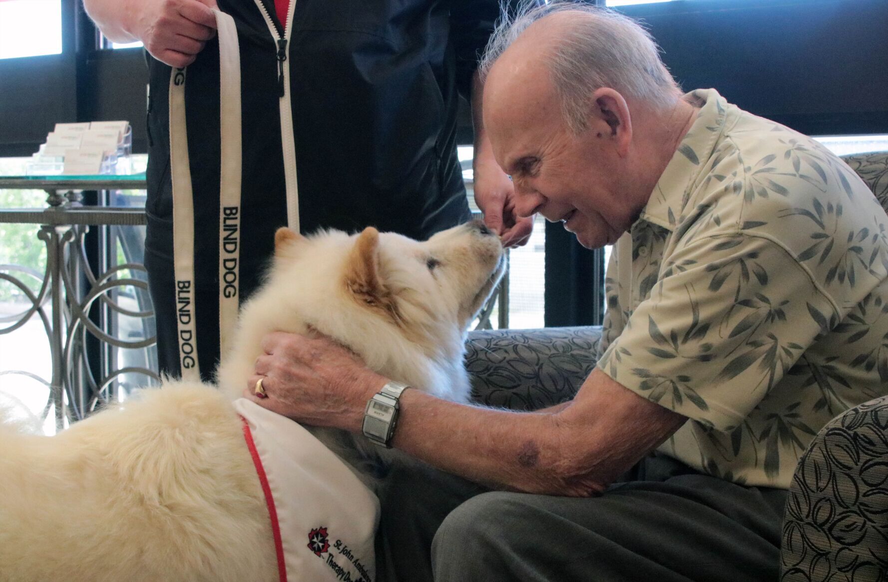 Chow chow shop therapy dog