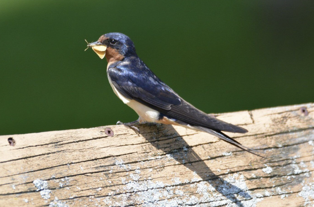 Vandals damage bird netting at Sprucedale arena, forcing town to track ...