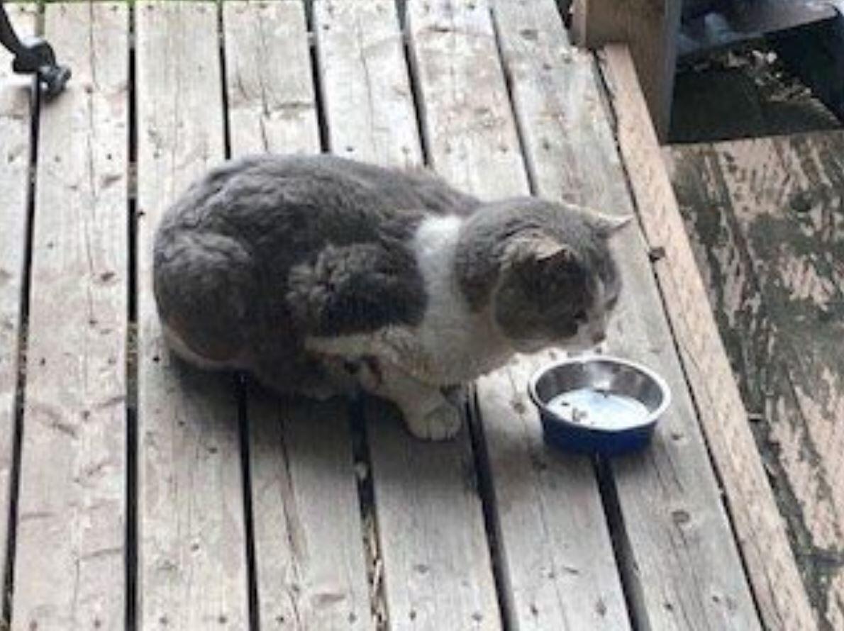 Second cat shot with arrow in Hamilton's North End