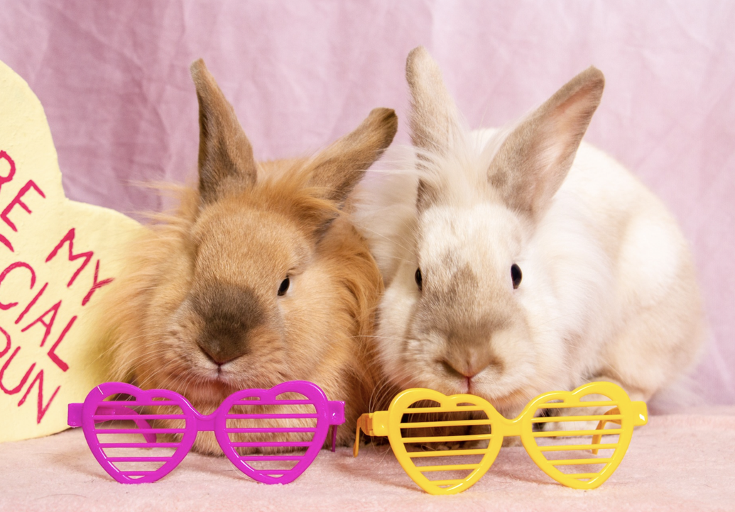 Dozens of abandoned rabbits rehomed after Selkirk rescue operation