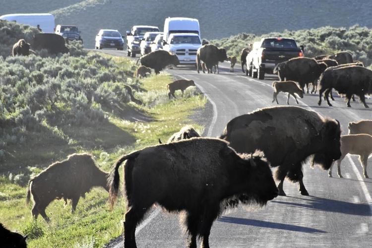 Move over grizzlies and wolves Yellowstone visitors hope to catch a