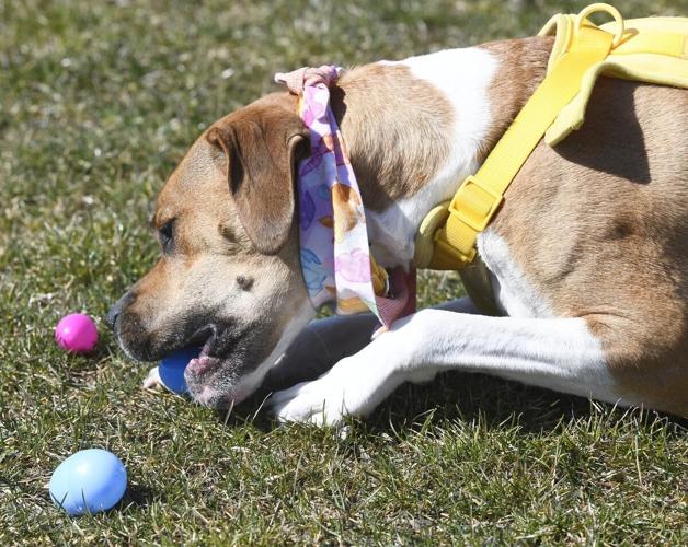 are eggs good for boxer dogs