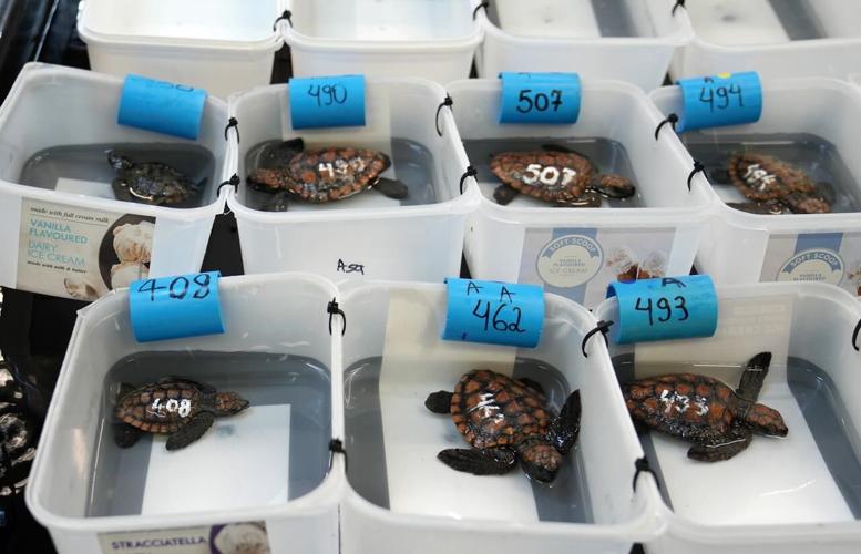 Over 500 baby sea turtles washed ashore in a big storm off South Africa. Here's the rescue effort