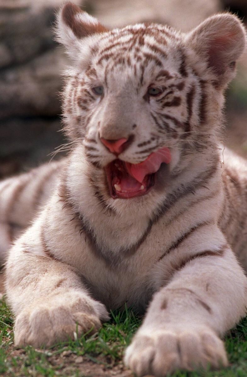 This Adorable Newborn White Bengal Tiger Is the First to Be Born in  Nicaragua