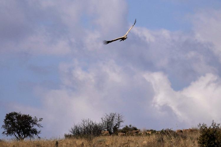 Conservationists Release Rehabilitated Vultures Back Into The Wild On