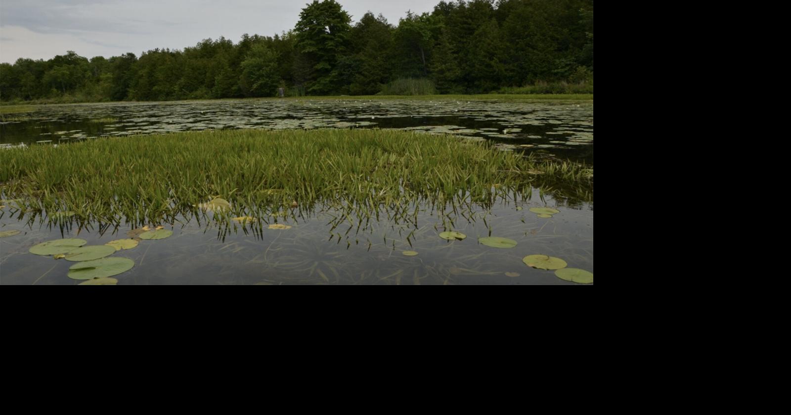 It looks like a pineapple top but has serrated edges that can cut swimmers: Why Ontario residents are urged to watch for this invasive plant