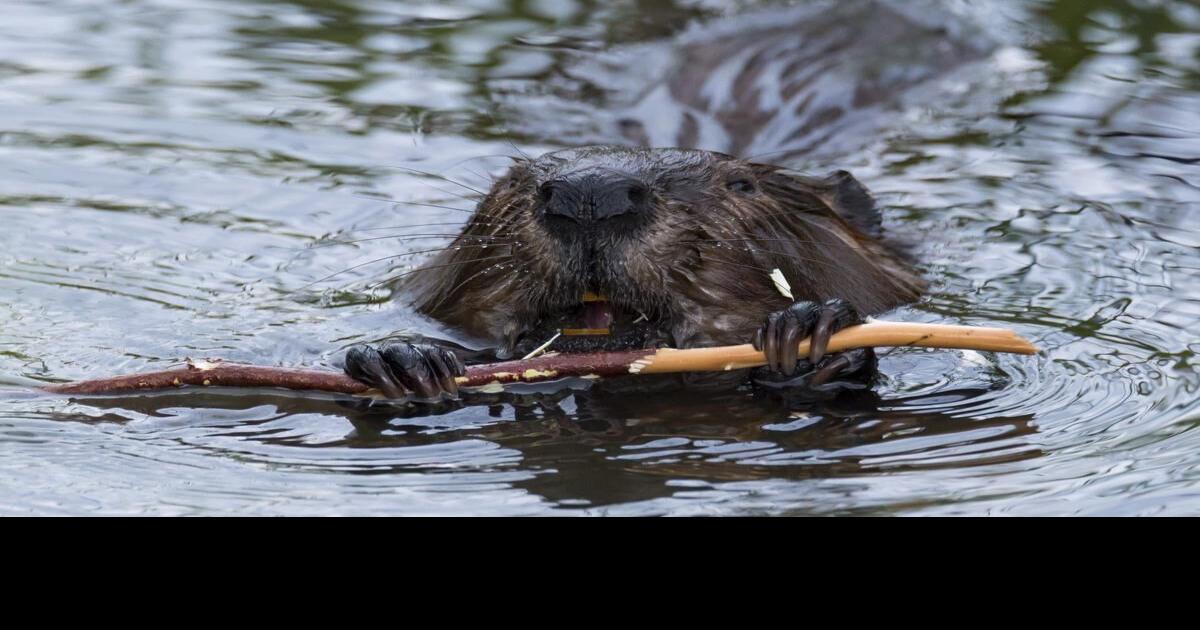 A dam problem should the City of Hamilton kill beavers?
