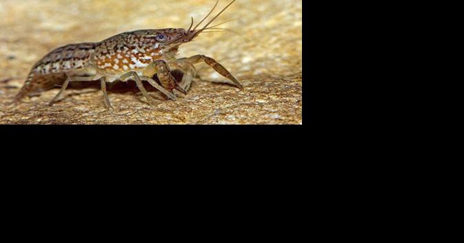 Burlington marbled crayfish control efforts continue - Vimarsana News