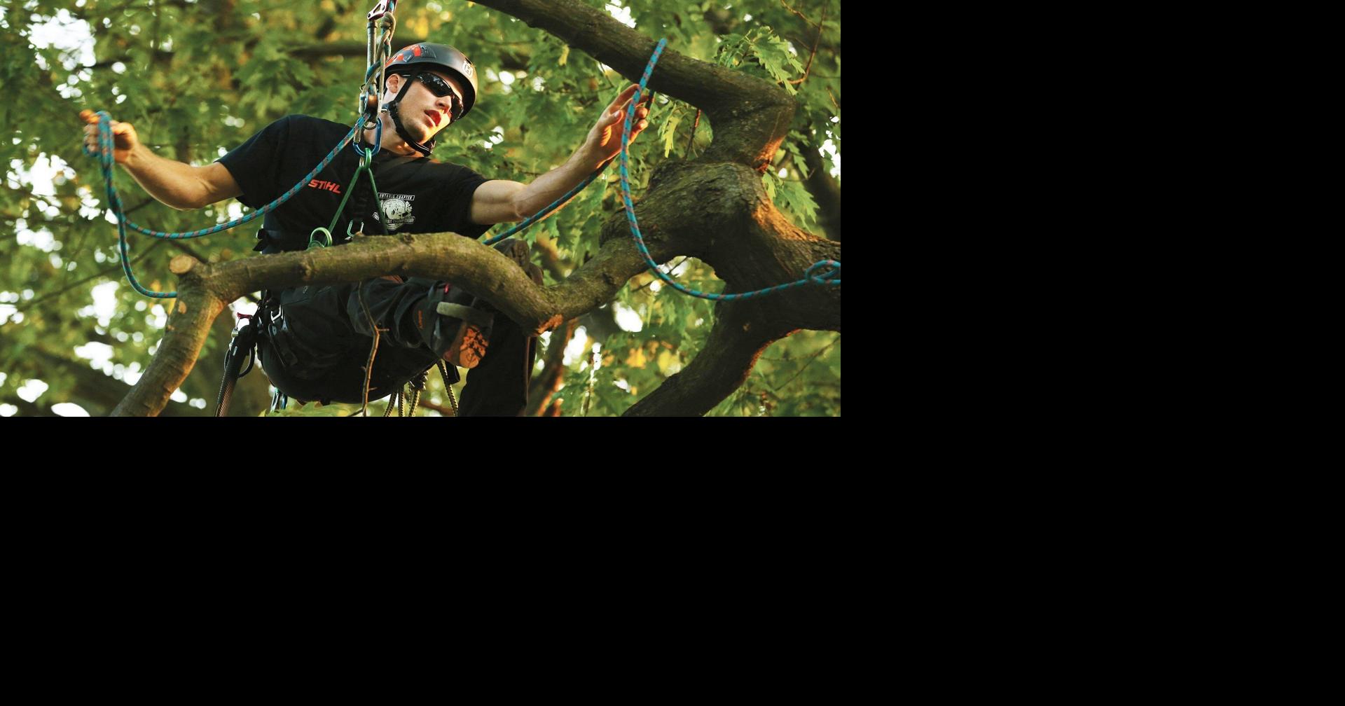 5 Things to know about tree climbing championships in Burlington