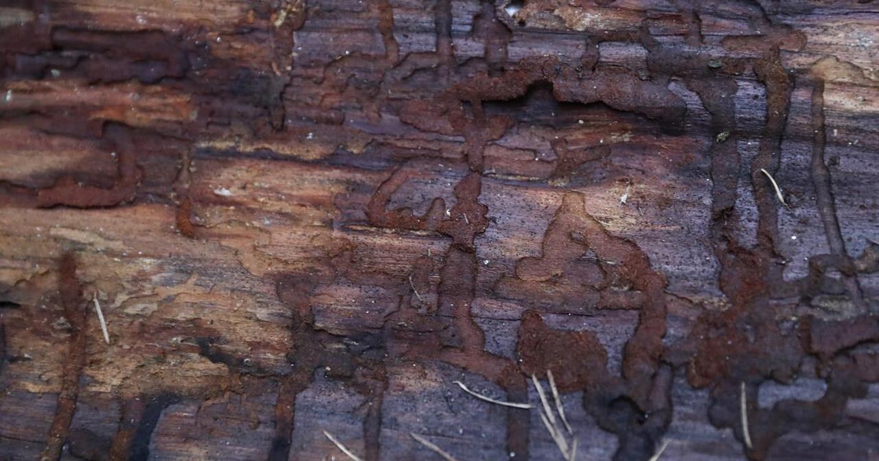 Extreme heat represents a new threat to trees and plants in the Pacific Northwest - Vimarsana News