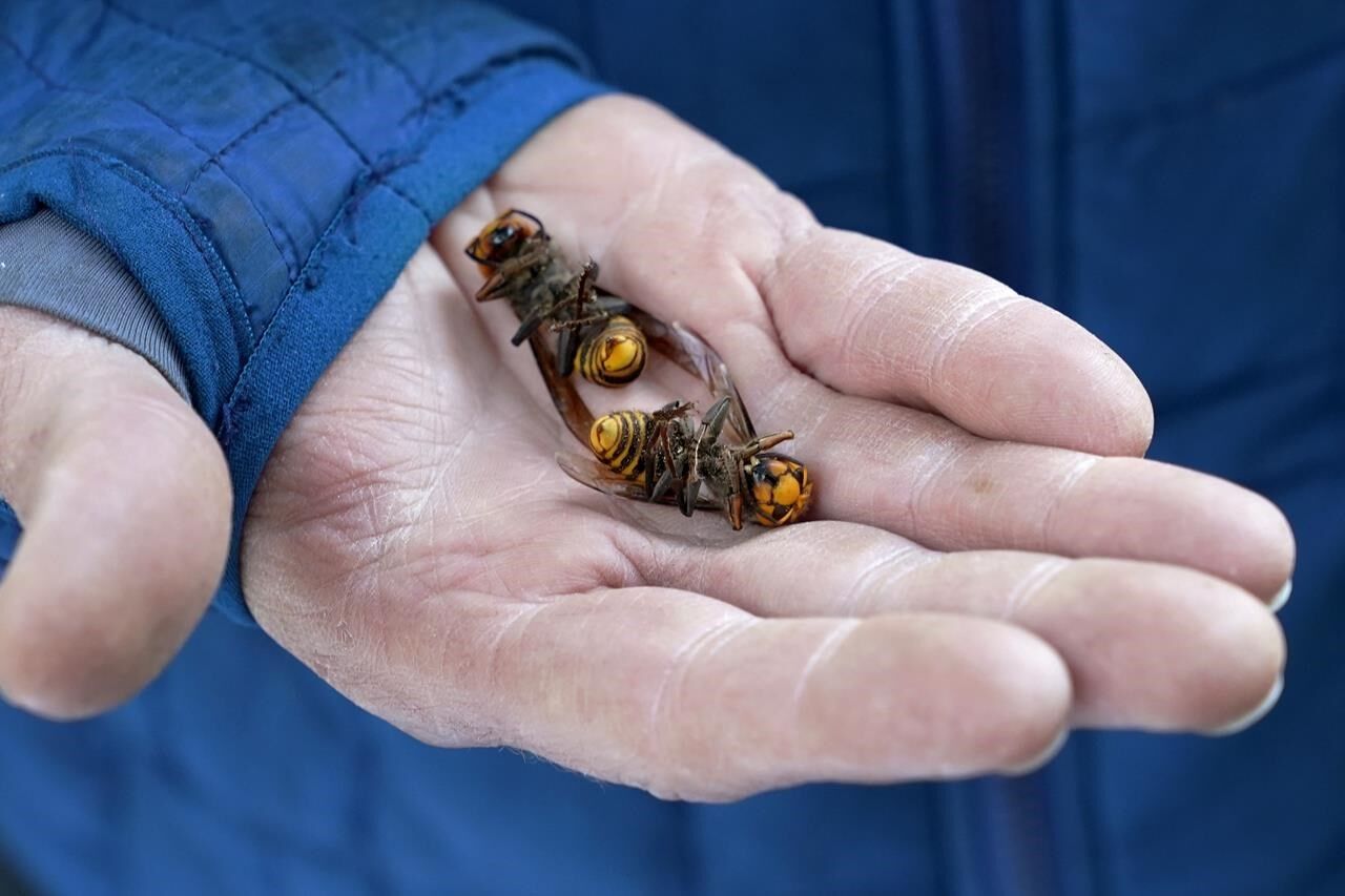 Invasive 'murder Hornets' Are Wiped Out In The US, Officials Say