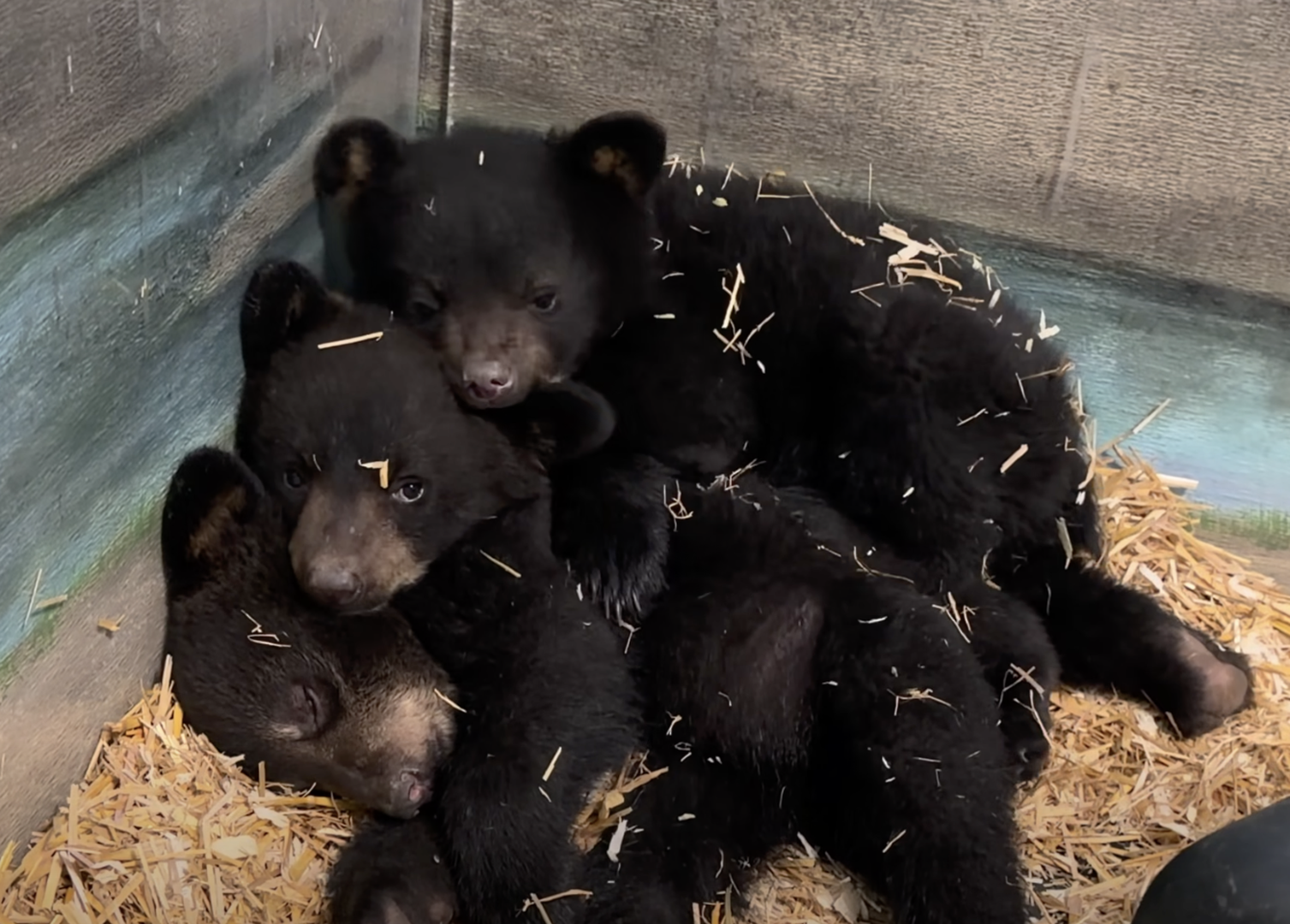 Comedy night fundraiser to help Manitoba bear rescue care for triplets