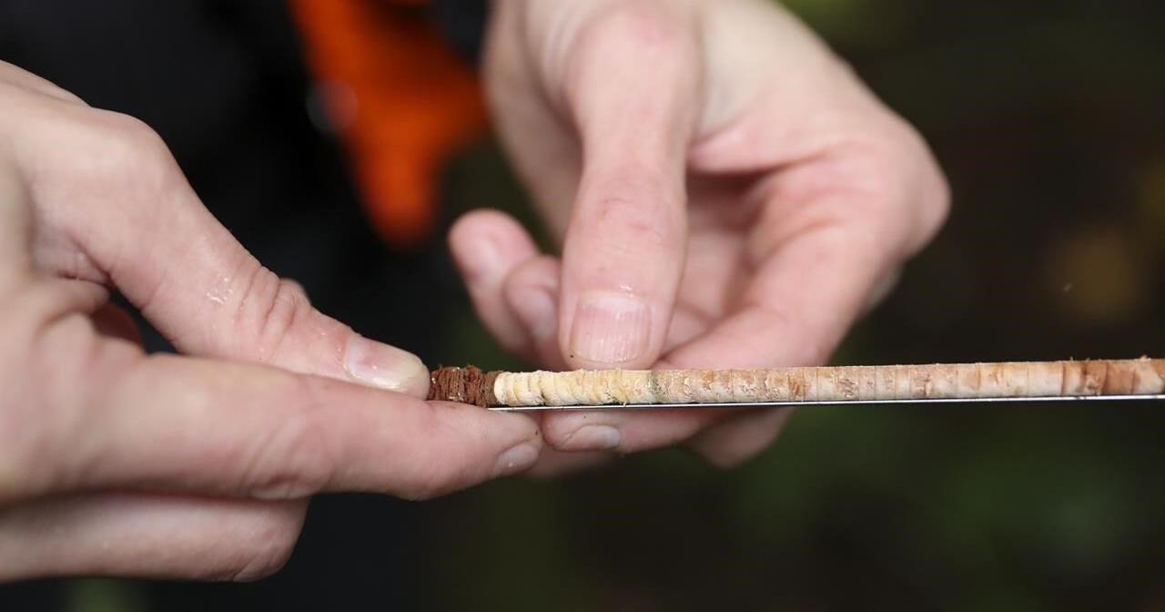 As tree species face decline, 'assisted migration' gains popularity in Pacific Northwest - Vimarsana News