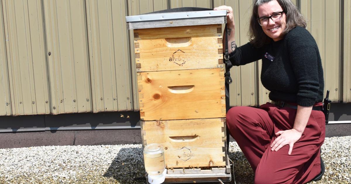 Beekeeping on the roof at CF Lime Ridge on Hamilton Mountain