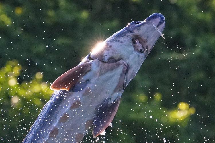Leaping sturgeon provide a show for nature lovers on Maine rivers