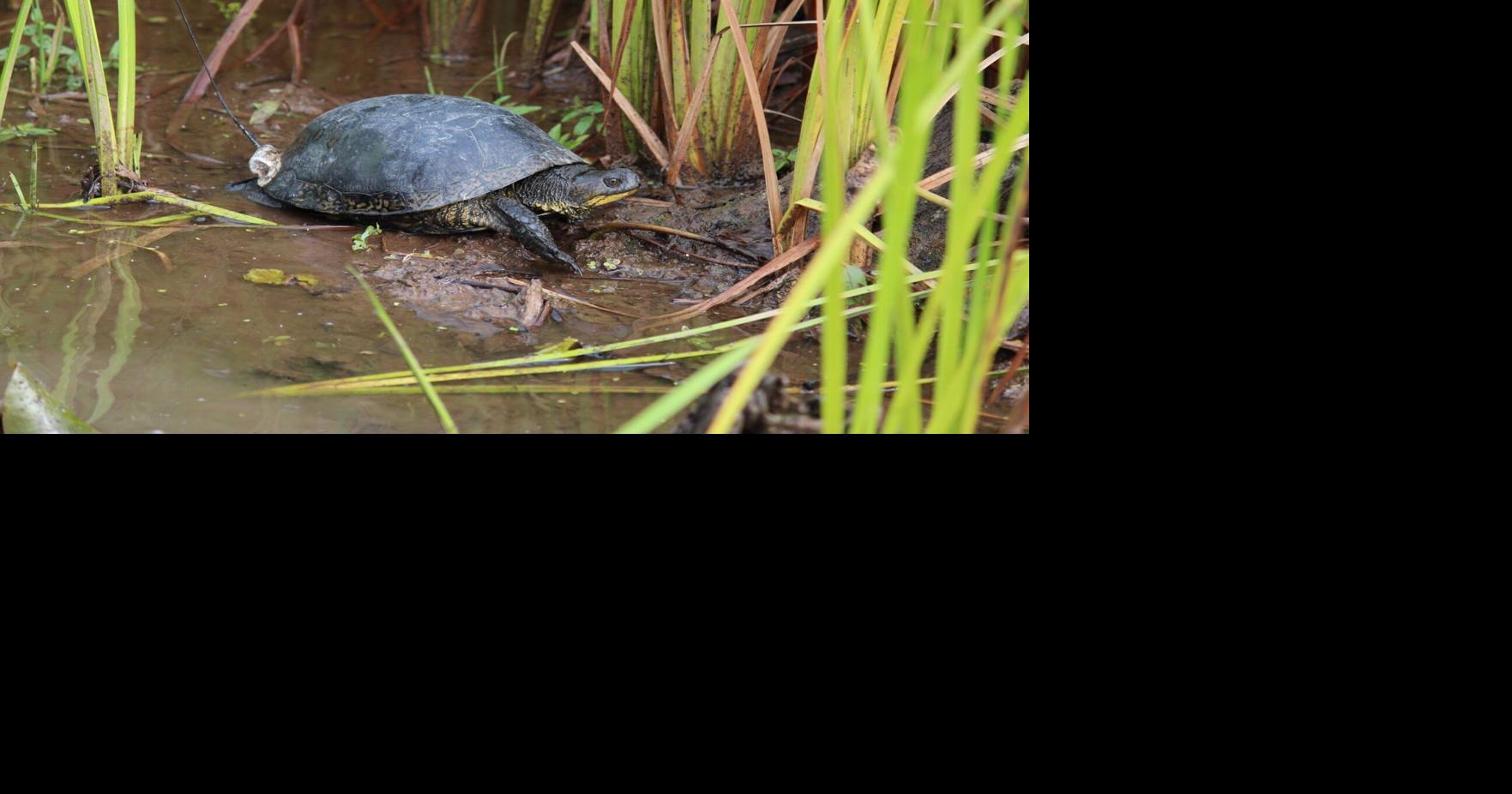 Buying time for endangered turtles
