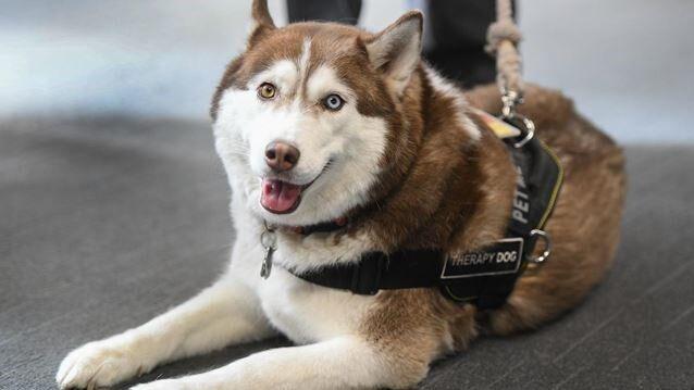 are huskies service dogs