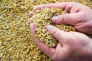 Grain commission extends fee-free inspection period