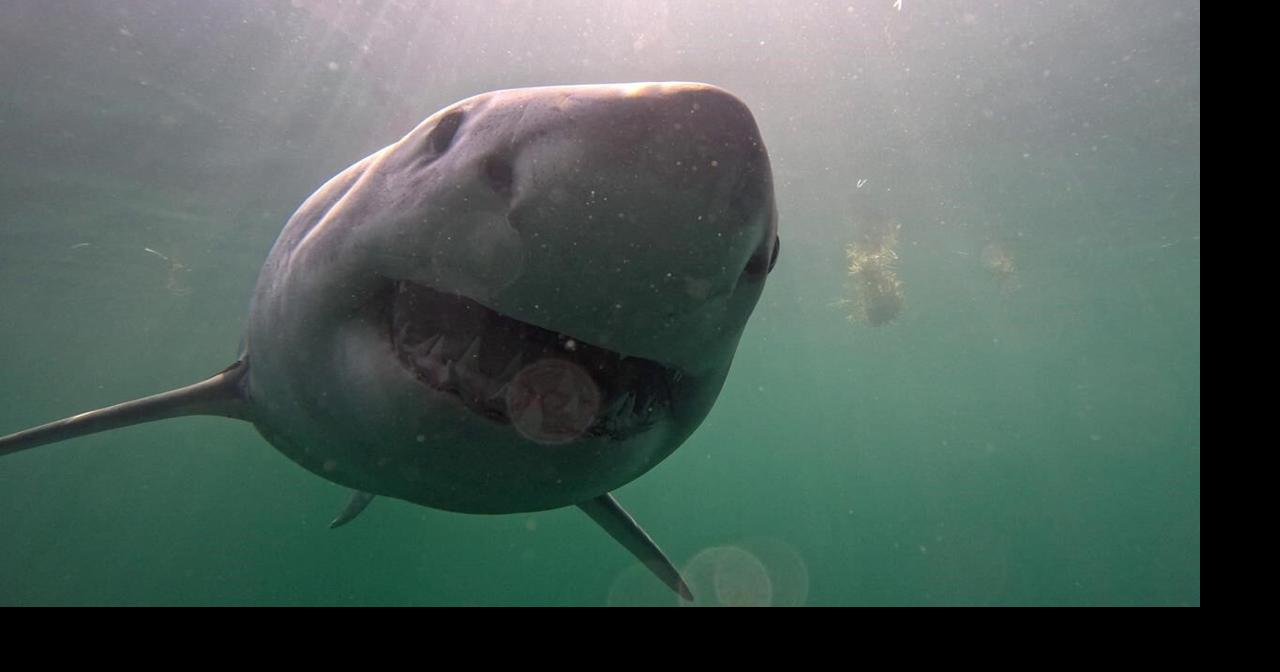 Scientists tag great white sharks to learn how best to protect