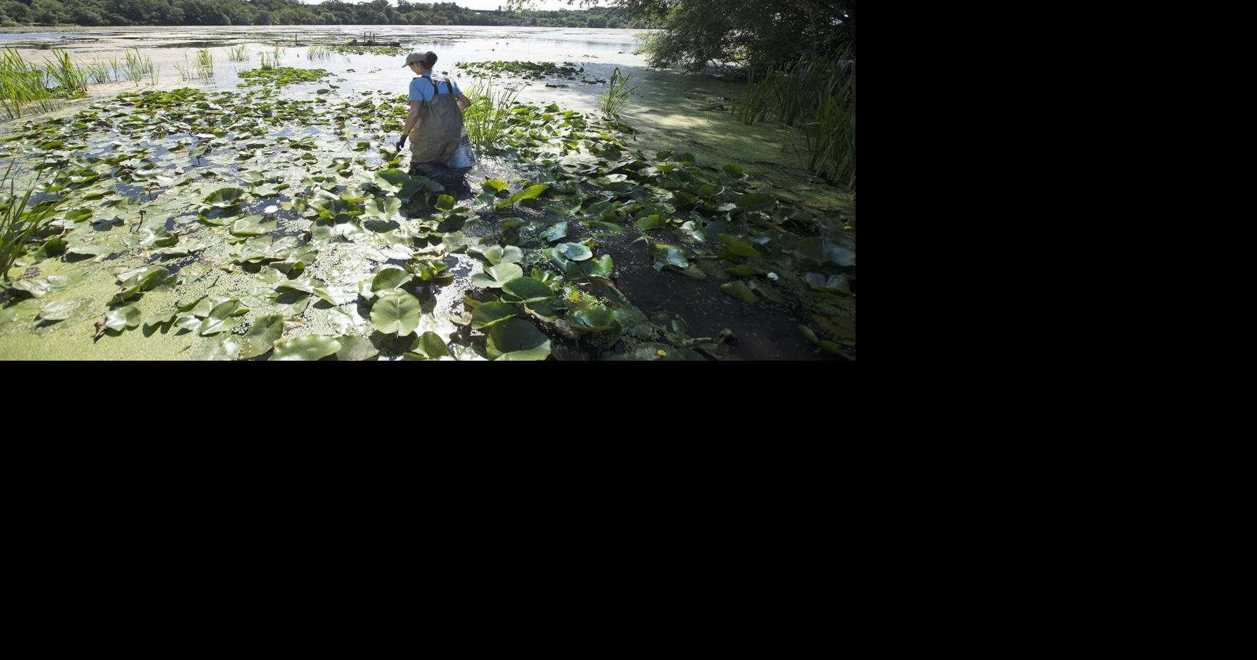 Wild rice bounces back in Cootes Paradise