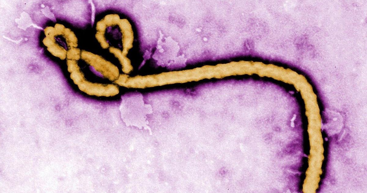 Eb Outbreak A look at major Ebola outbreaks and when the disease was first identified