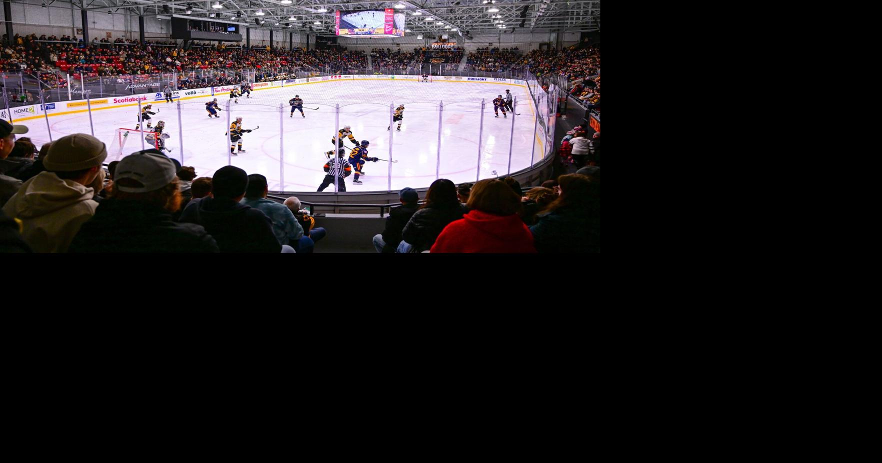 Bulldogs have become a success story in Brantford