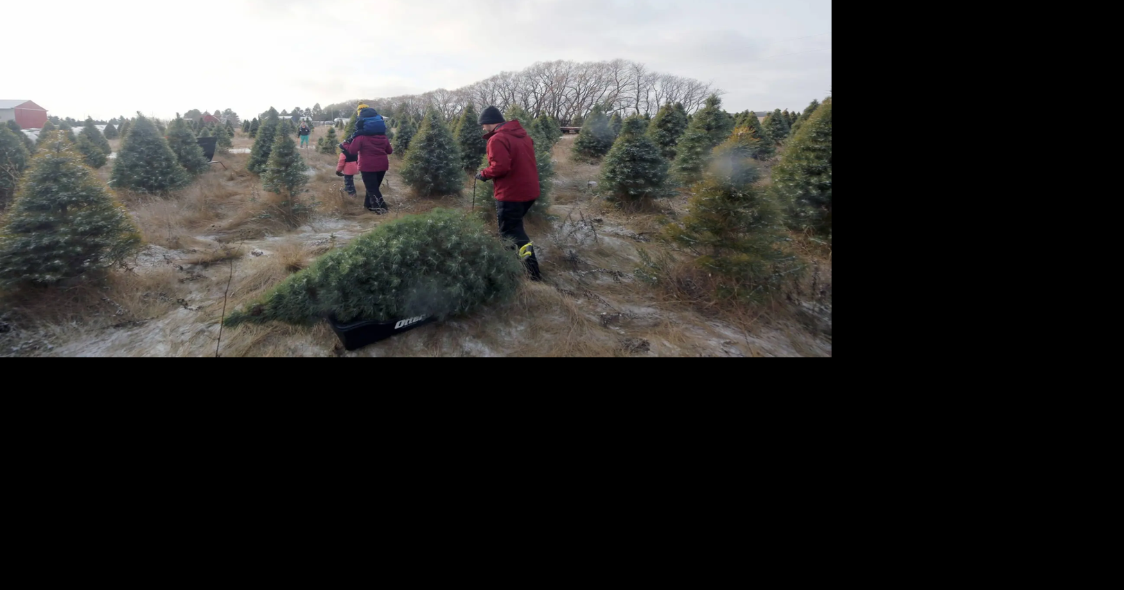 ‘Experience’ the key when it comes to U-Cut trees