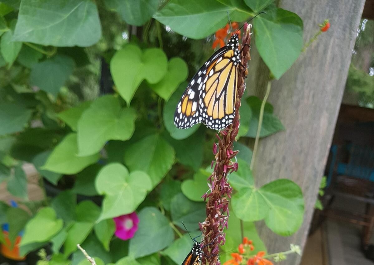 Waterford woman raised 80 monarch butterflies in her kitchen