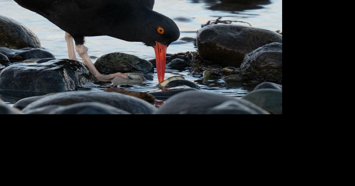 Getting on board for birds
