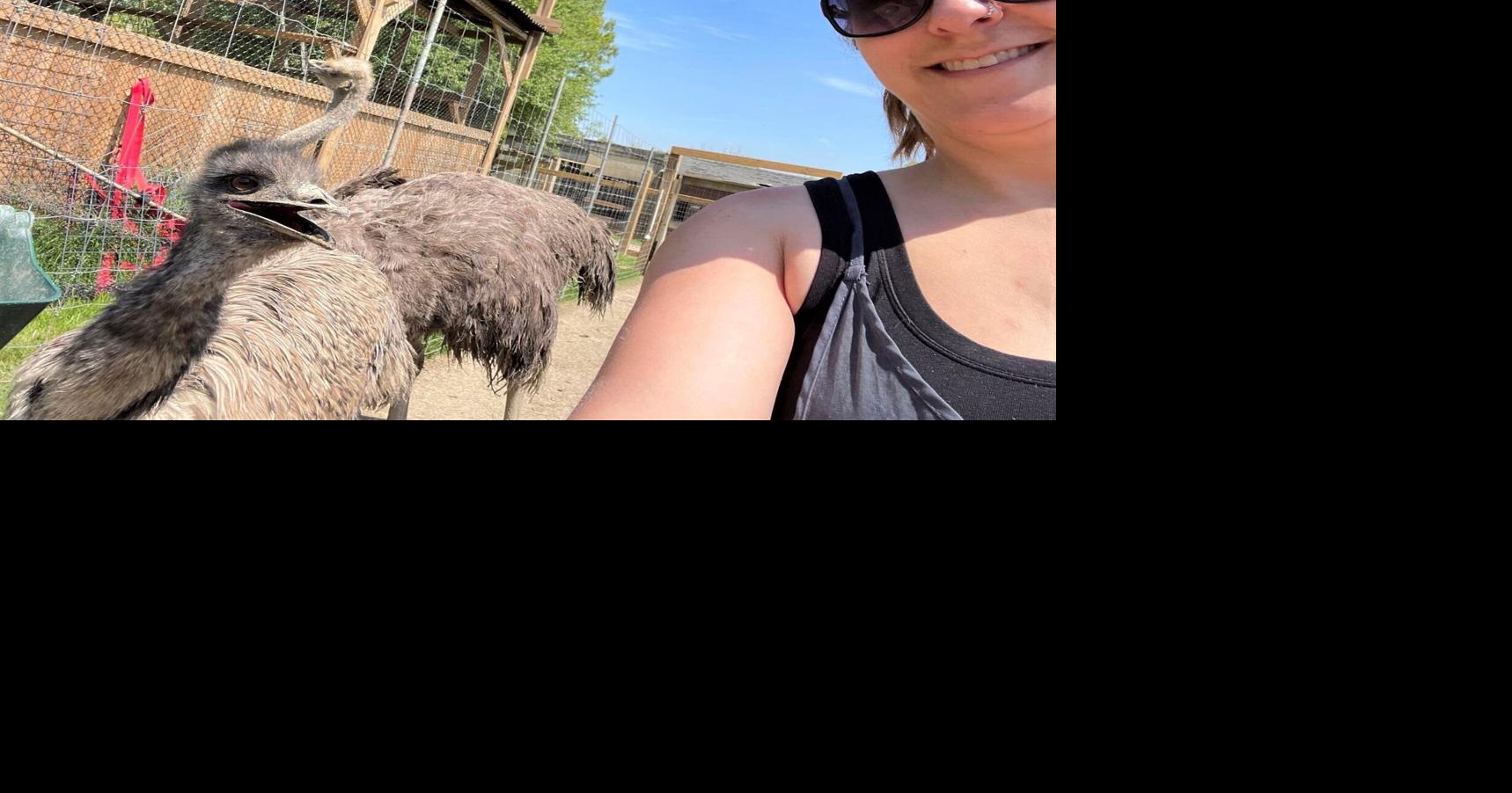 Owner of killed emu relocates remaining birds
