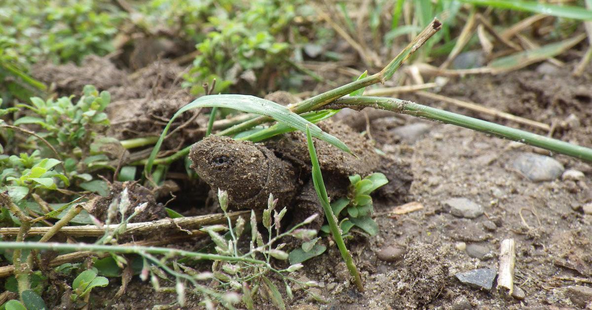 Hamilton landowners urged to protect at-risk turtles - Vimarsana News