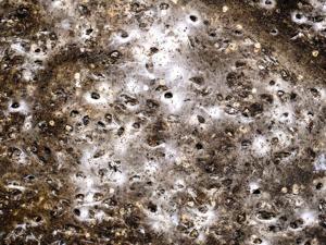 Arachnid super-web reveals the surprising 'constant party' life of cohabiting spiders