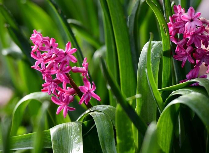 This Westdale garden is exploding with colour and plant passion